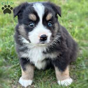 Daisy, Miniature Australian Shepherd Puppy